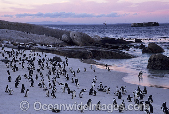 Jackass Penguins photo