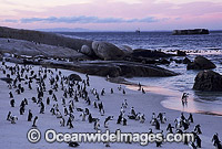 Jackass Penguins Photo - Gary Bell