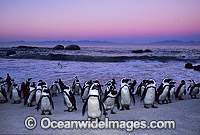 African Penguins Photo - Gary Bell