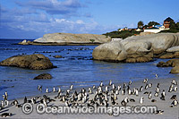 African Penguins returning to beach Photo - Gary Bell