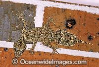 Leaf-tailed Gecko on brick wall Photo - Gary Bell