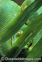 Green Python Morelia viridis Photo - Gary Bell