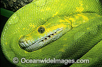 Green Python Morelia viridis Photo - Gary Bell