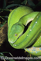 Green Python Photo - Gary Bell