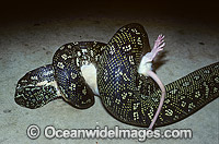 Diamond Python feeding on captured rat Photo - Gary Bell