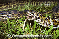 Spotted Python feeding on rat Photo - Gary Bell