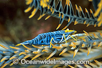 Crinoid Shrimp on Crinoid Photo - Gary Bell