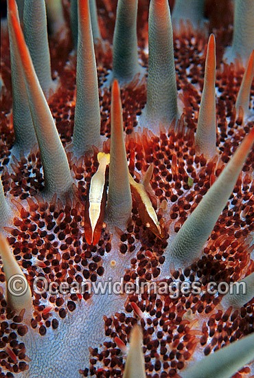 Commensal Starfish Shrimp on Crown-of-thorns photo
