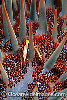 Commensal Starfish Shrimp on Crown-of-thorns Photo - Gary Bell