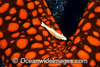 Commensal Starfish Shrimp on Sea star Photo - Gary Bell