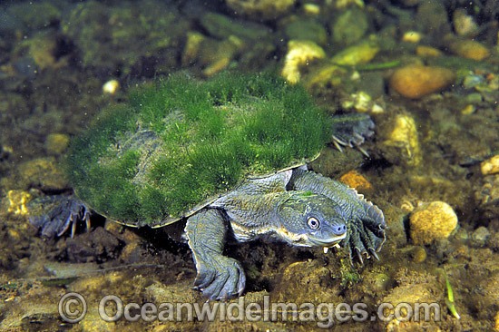 Bellinger Turtle Elseya georgesi photo