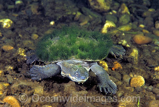 Bellinger Freshwater Turtle Elseya georgesi photo