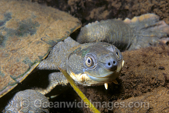 Bellinger River Freshwater Turtle Elseya georgesi photo