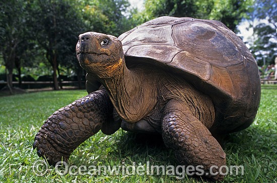 Galapagos Tortoise Geochelone nigra porteri photo