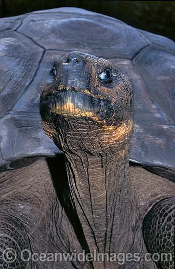 Harriet Giant Galapagos Land Tortoise photo
