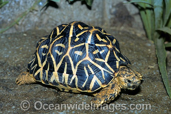 Indian Star Tortoise Geochelone elegans photo