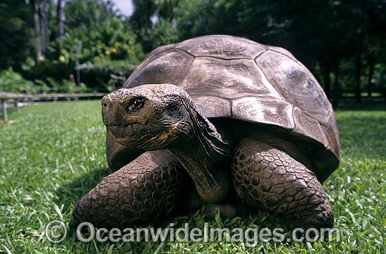 Harriet Galapagos Land Tortoise photo