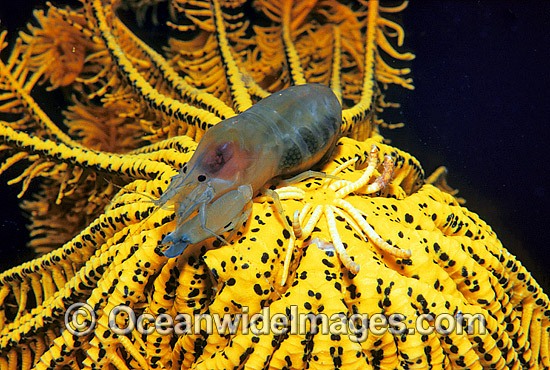 Crinoid Shrimp with eggs photo