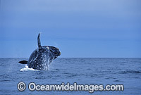 Southern Right Whale breaching Photo - Lin Sutherland