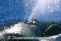 Southern Right Whale expelling air from blowhole Photo - Lin Sutherland