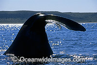 Southern Right Whale tail fluke Photo - Lin Sutherland