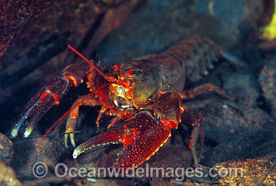Freshwater Crayfish photo