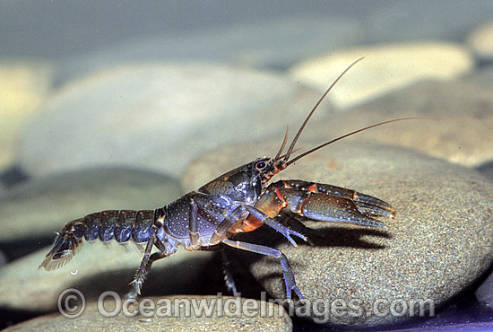 Cherax sp. Crayfish photo