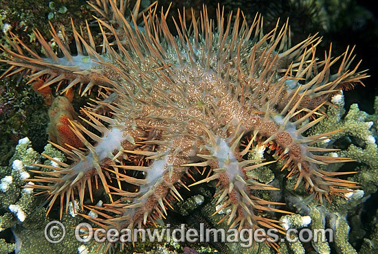 Crown-of-thorns Starfish feeding on Acropora Coral photo