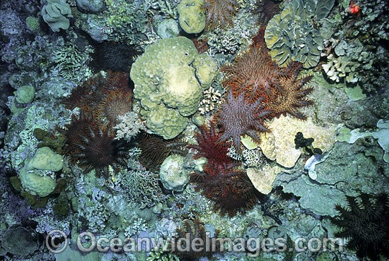 Crown-of-thorns Starfish feeding on Corals photo