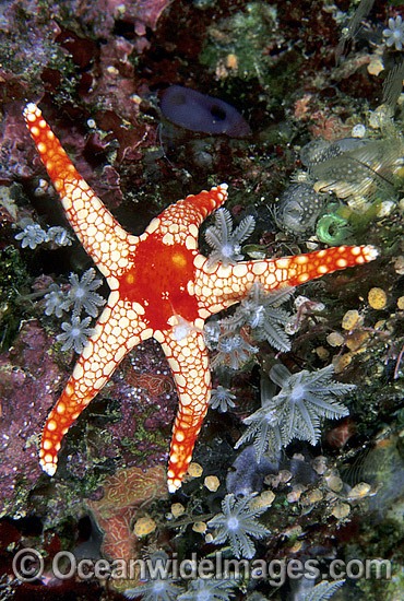 Orange Marble Sea Star Fromia monilis photo