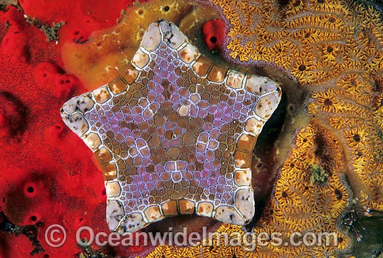 Biscuit Star Tosia australis photo