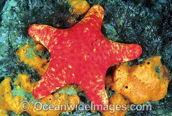 Velvet Sea Star Petricia vernicina photo