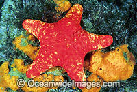 Velvet Sea Star Petricia vernicina Photo - Gary Bell