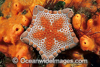 Biscuit Star on sponge Photo - Gary Bell