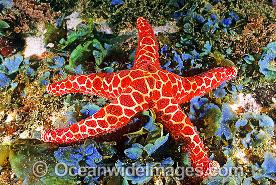 Mosaic Sea Star Plectaster decanus photo