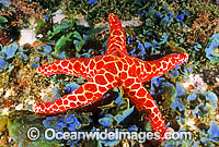 Mosaic Sea Star Plectaster decanus Photo - Gary Bell