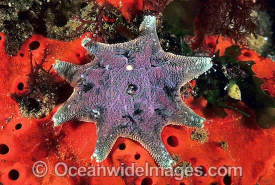 Spurred Sea Star Patiriella calcar photo