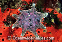 Spurred Sea Star Patiriella calcar Photo - Gary Bell