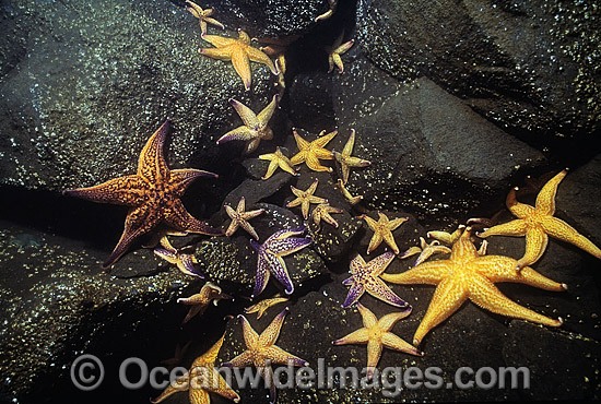 Northern Pacific Sea Star feeding photo