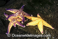 Northern Pacific Sea Star feeding Photo - Gary Bell