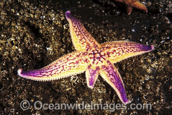Northern Pacific Sea Star regenerating arm photo