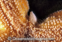 Northern Pacific Sea Star regenerating arm Photo - Gary Bell