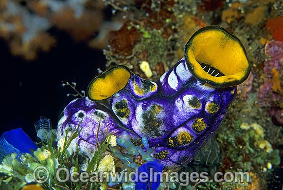 Solitary Sea Tunicate Polycarpa aurata photo
