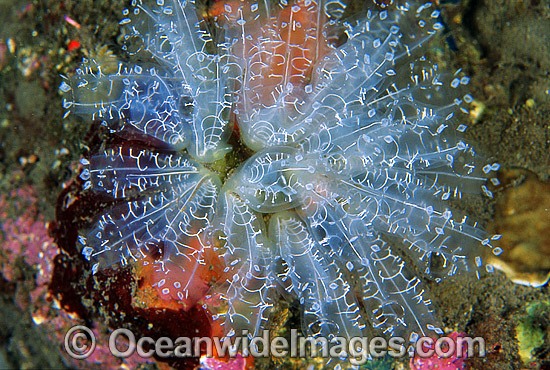 Sea Tunicates Ecteinascidia bandaensis photo