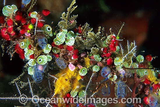 Ascidians with Strawberry Tunicate photo