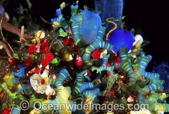 Ascidians and Blue Tunicate photo