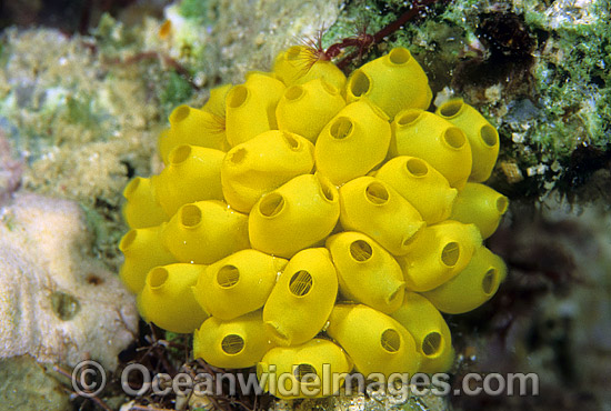 Sea Tunicates Perophora modificata photo