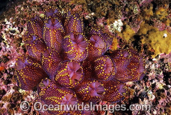 Magnificent Tunicate Botrylloides magnicoecum photo