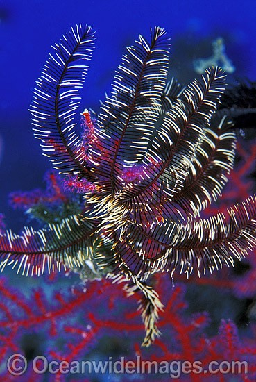 Feather Star on Fan Coral photo