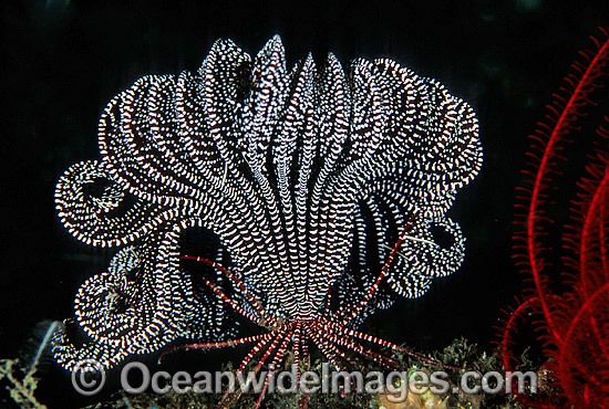 Feather Star photo